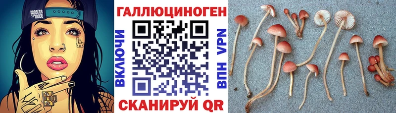наркошоп  Махачкала  Галлюциногенные грибы Psilocybine cubensis 